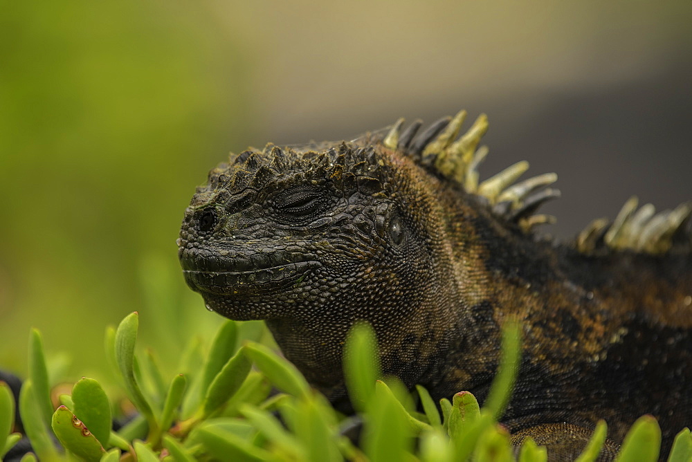 Sea Iguana sleeping on shrubs, Isabela Island, Galapagos, Ecuador, South America