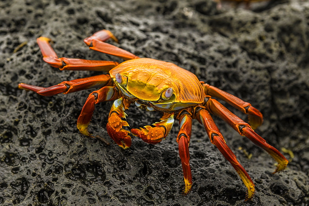 Fiddler Crab on a rocky beach, Isabela Island, Galapagos, Ecuador, South America