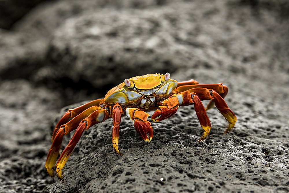 Fiddler Crab on a rocky beach, Isabela Island, Galapagos, Ecuador, South America