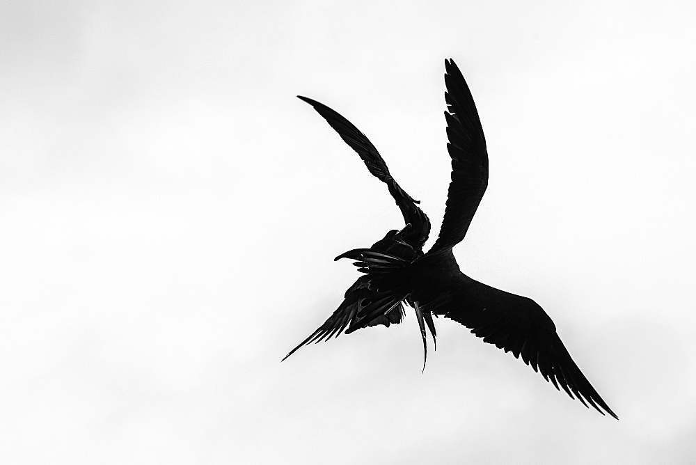 Two Red-bellied frigate birds fighting in flight, Isabela Island, Galapagos, Ecuador, South America