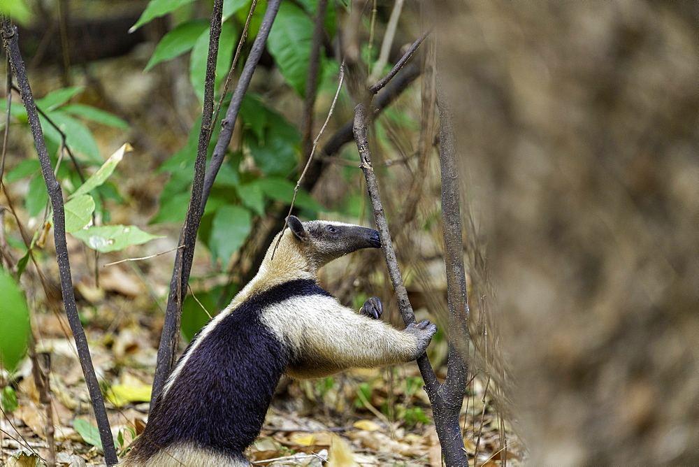 A Northern Tamandua (Ant-Eater) feeding in the forests of the Soberania National Park, Panama, Central America