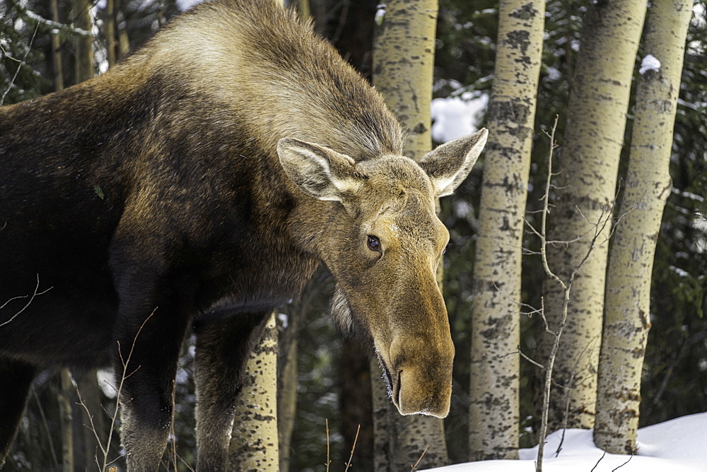 An Alaskan moose in winter roaming the Denali National Park, Alaska, United States of America, North America