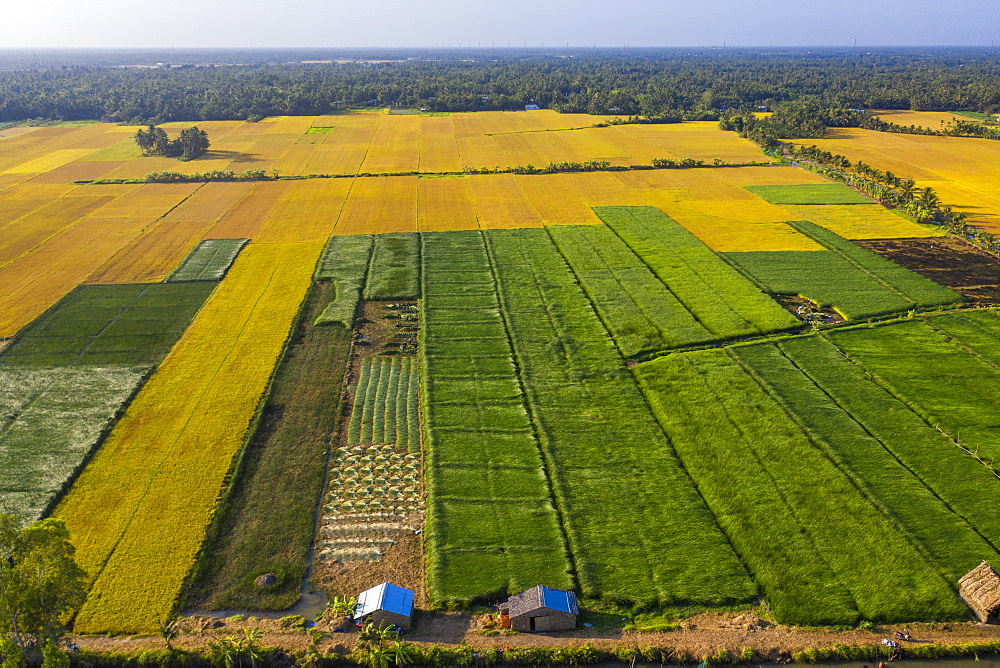 The farmers who grow and harvest sedge in Vung Liem, Vinh Long, Vietnam, Indochina, Southeast Asia, Asia