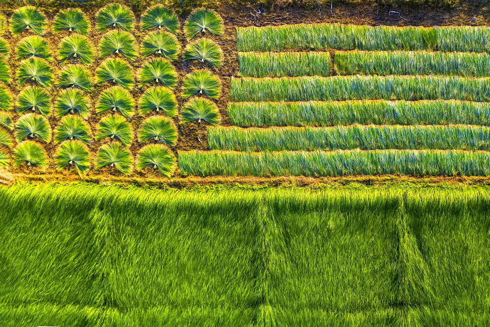 The farmers who grow and harvest sedge in Vung Liem, Vinh Long, Vietnam, Indochina, Southeast Asia, Asia