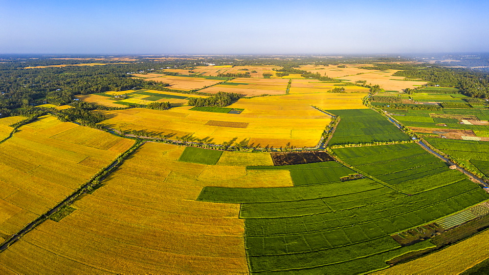 The farmers who grow and harvest sedge in Vung Liem, Vinh Long, Vietnam, Indochina, Southeast Asia, Asia