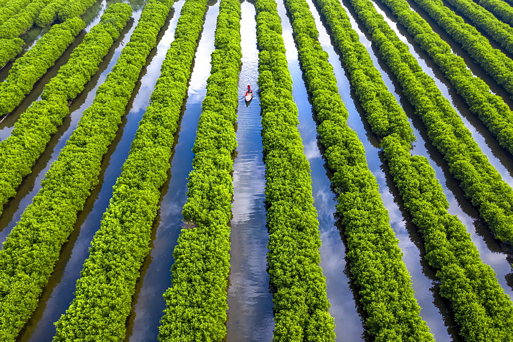 In the middle of mangroves forest, Quang Ngai, Vietnam, Indochina, Southeast Asia, Asia