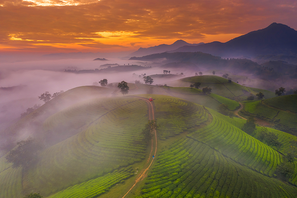 Long Coc Tea Hill, Vietnam, Indochina, Southeast Asia, Asia