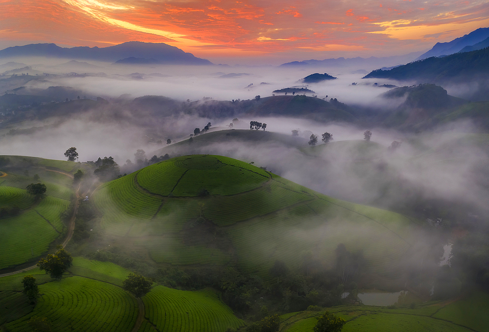 Long Coc Tea Hill, Vietnam, Indochina, Southeast Asia, Asia