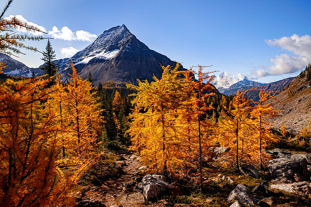 Mountain view during the peak of Larch Season, near Lake O'Hara, Yoho National Park, UNESCO World Heritage Site, British Columbia, Canada, North America