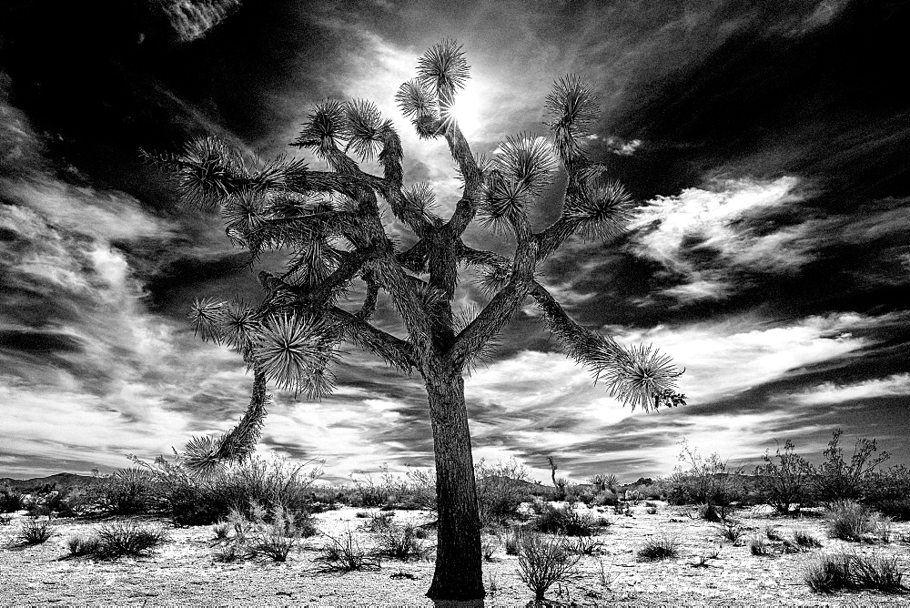 Joshua Tree in high-key black and white, Joshua Tree National Park, California, United States of America, North America