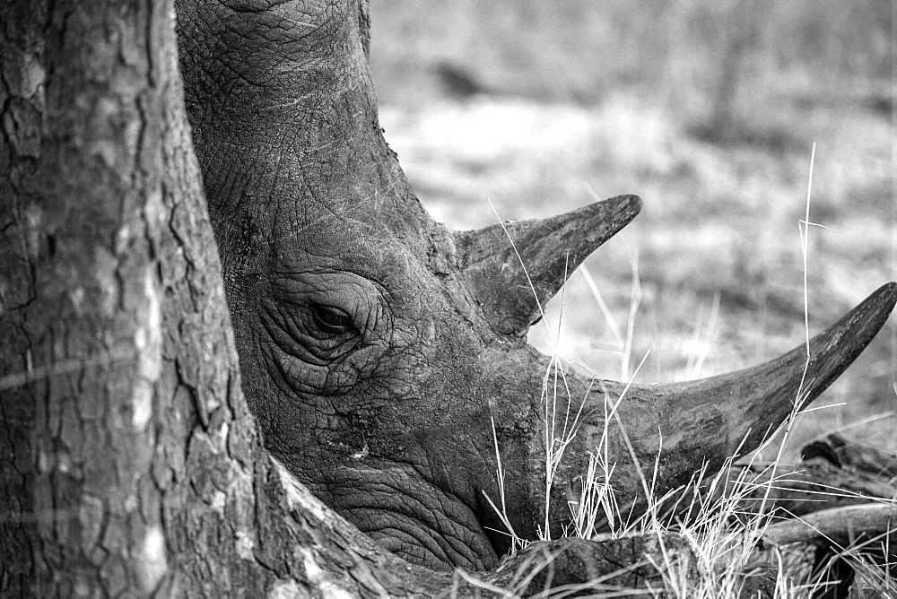 Rhino close-up in black and white, Timbavati, South Africa, Africa