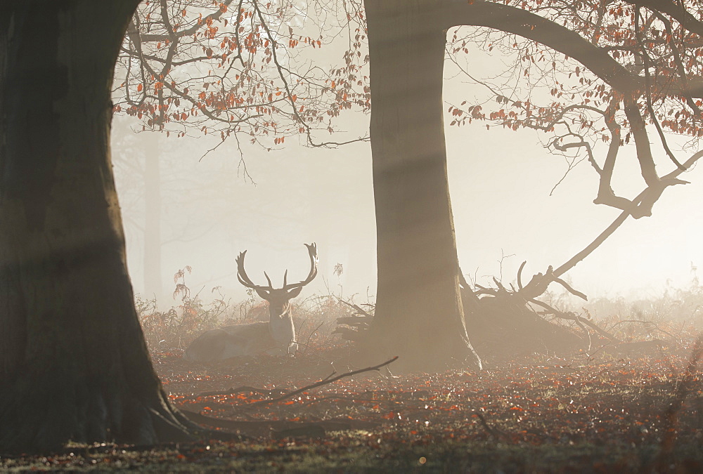 A fallow deer stag (Dama dama) rests in a misty and foggy Richmond Park one winter sunrise, Richmond, Greater London, England, United Kingdom, Europe