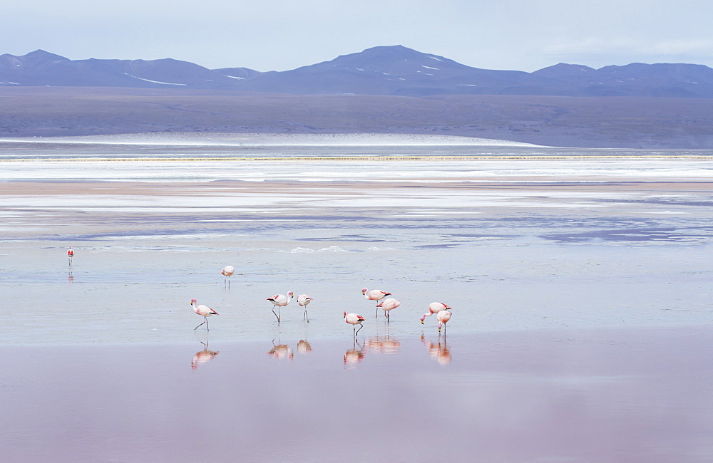 Laguna Colorada with flamingoes and mountain backdrop, Potosi, Bolivia, South America