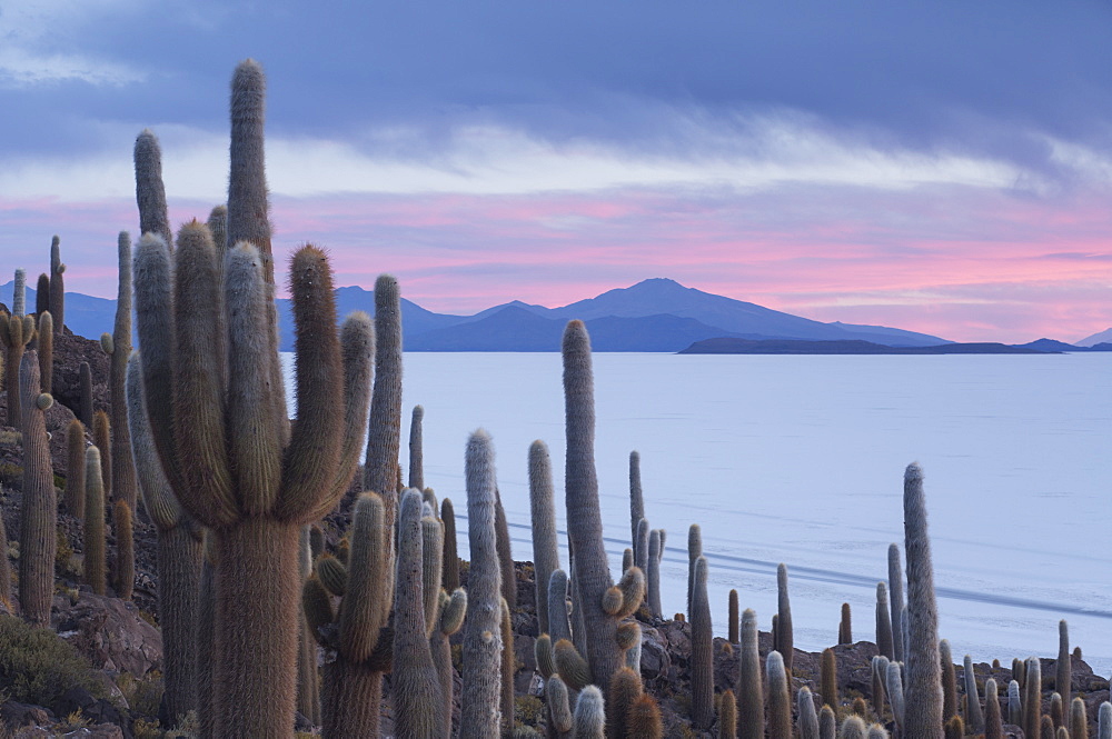 Isla del Pescado sunset with cacti and dramatic sky, Potosi, Bolivia, South America