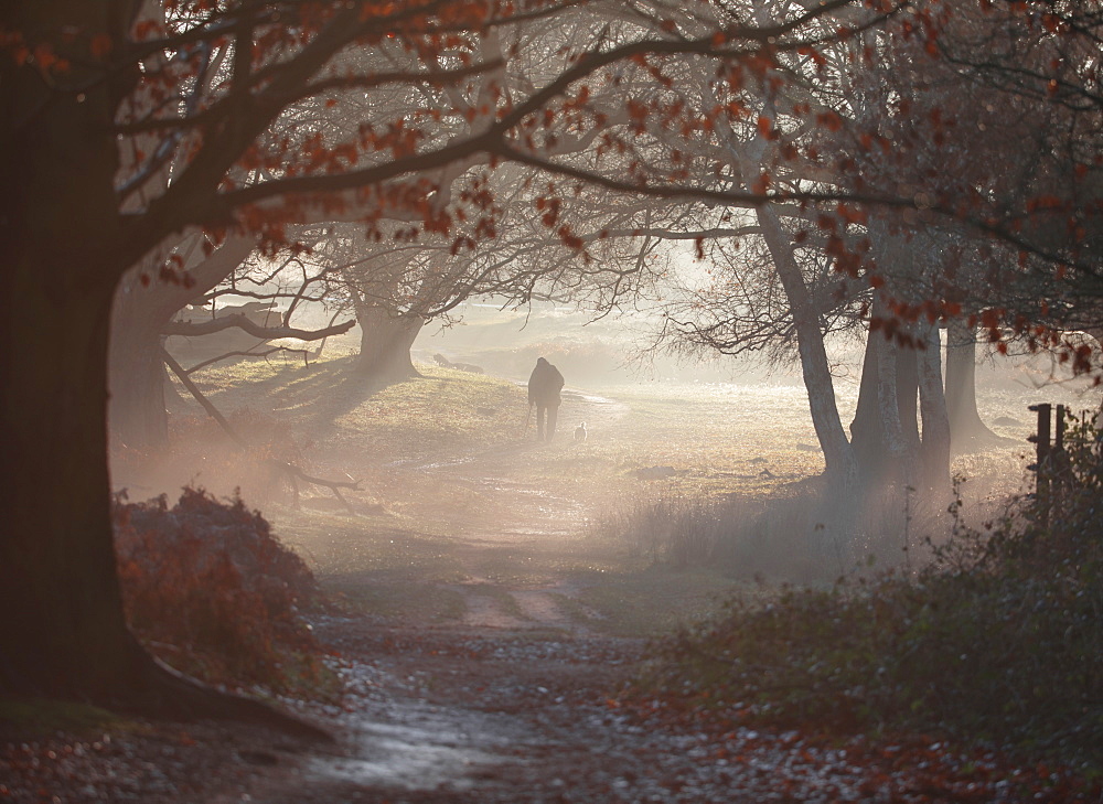 An old man walks his dog one winter's morning in a misty Richmond Park, Richmond, Greater London, England, United Kingdom, Europe