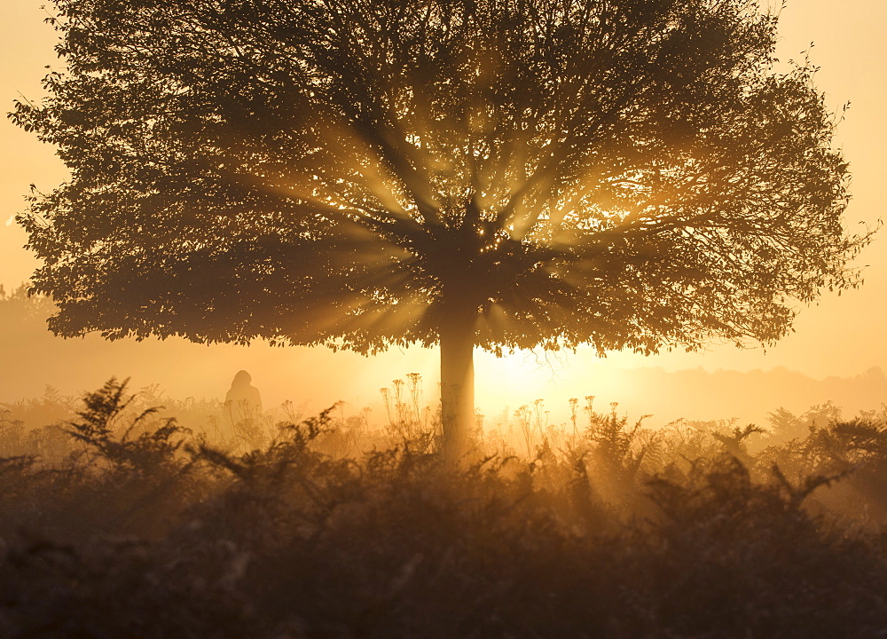 A stunning misty sunrise and light rays one autumn in Richmond Park, Richmond, Greater London, England, United Kingdom, Europe