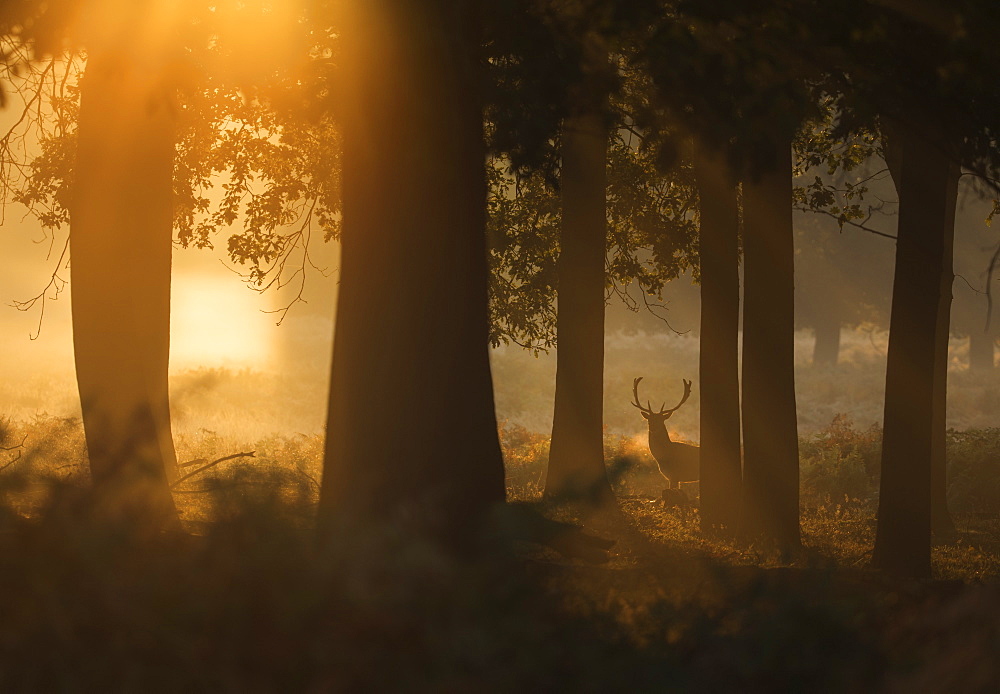 A red deer stag (Cervus elaphus) waits between the trees one stunning misty autumn sunrise in Richmond Park, Richmond, Greater London, England, United Kingdom, Europe