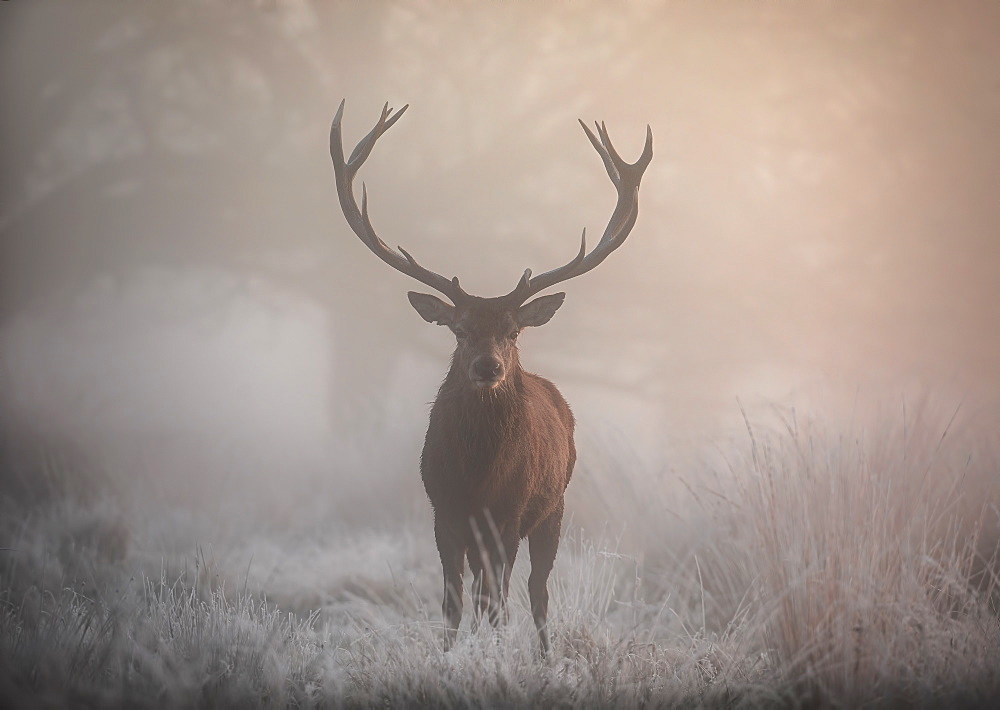 A large red deer stag (Cervus elaphus) stands his ground in foggy Richmond Park one winter morning, Richmond, Greater London, England, United Kingdom, Europe