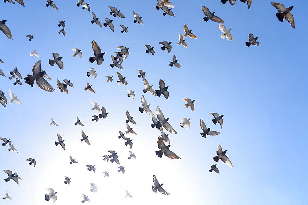 Flock of rock doves (rock pigeons) (common pigeons) (Columba livia) in Mykonos, Cyclades, Greek Islands, Greece, Europe