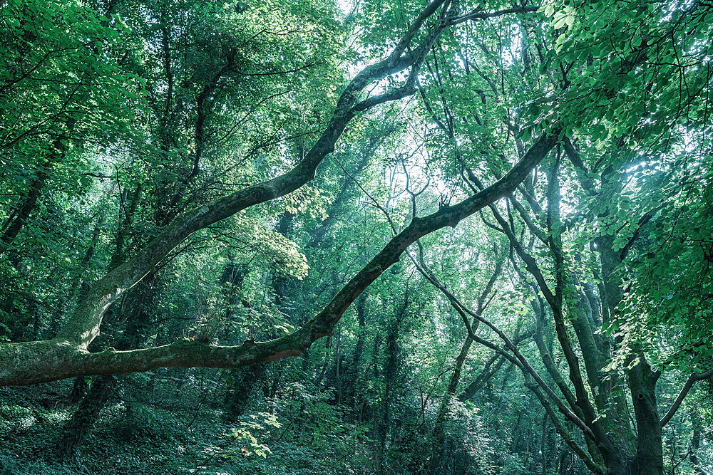 Green woodland canopy with tree branches in Babbacombe, Devon, England, United Kingdom, Europe