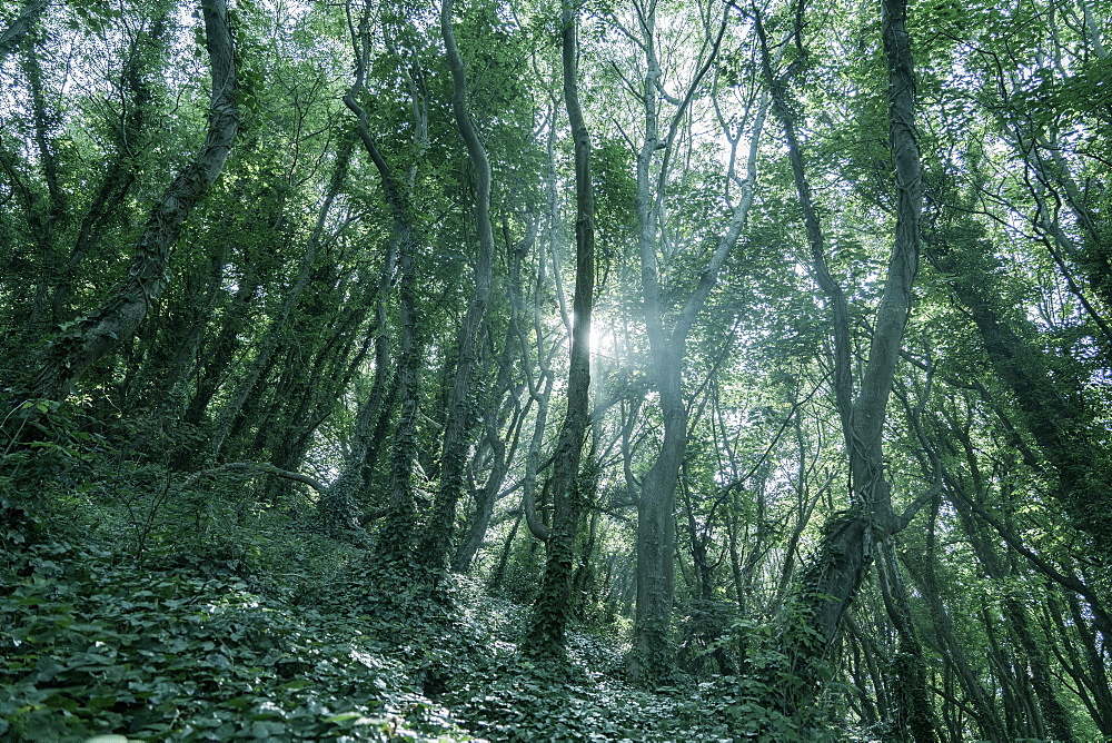 Woodlands in Babbacombe, Dorset, England, United Kingdom, Europe