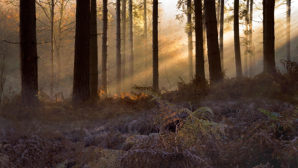 Forest morning light, trees and fern with ice foreground with light beams streaming through trees, Sherwood Forest, Nottinghamshire, England, United Kingdom, Europe