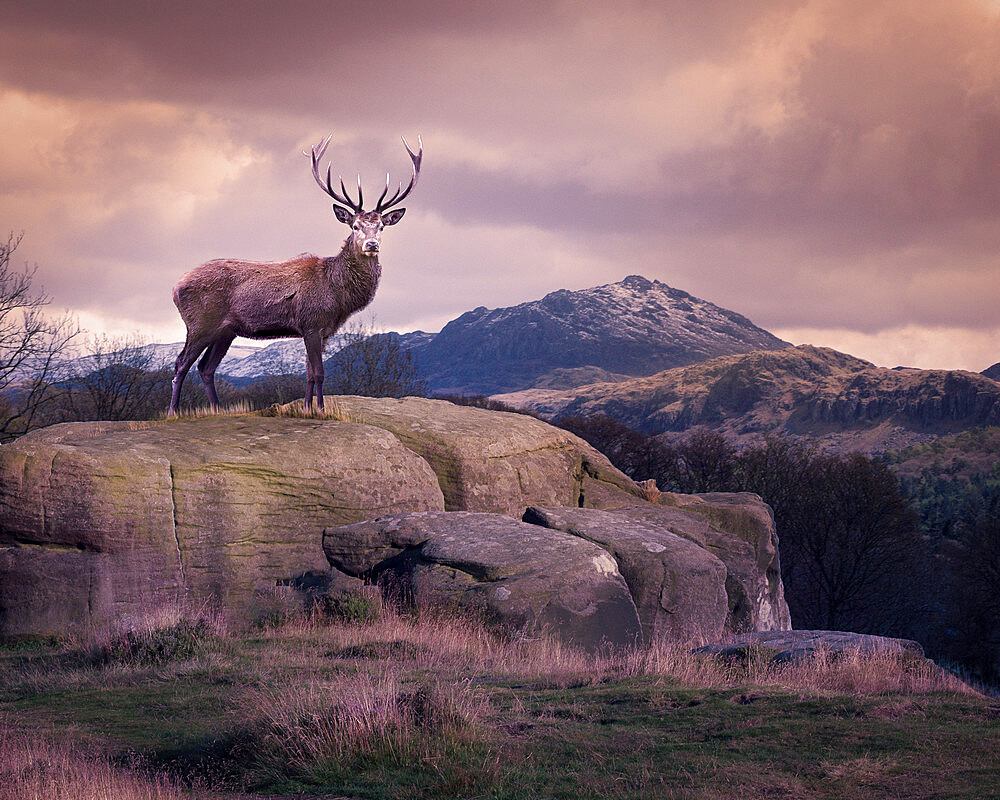 Red deer stands on a lone rock in the Lake District, Cumbria, England, United Kingdom, Europe