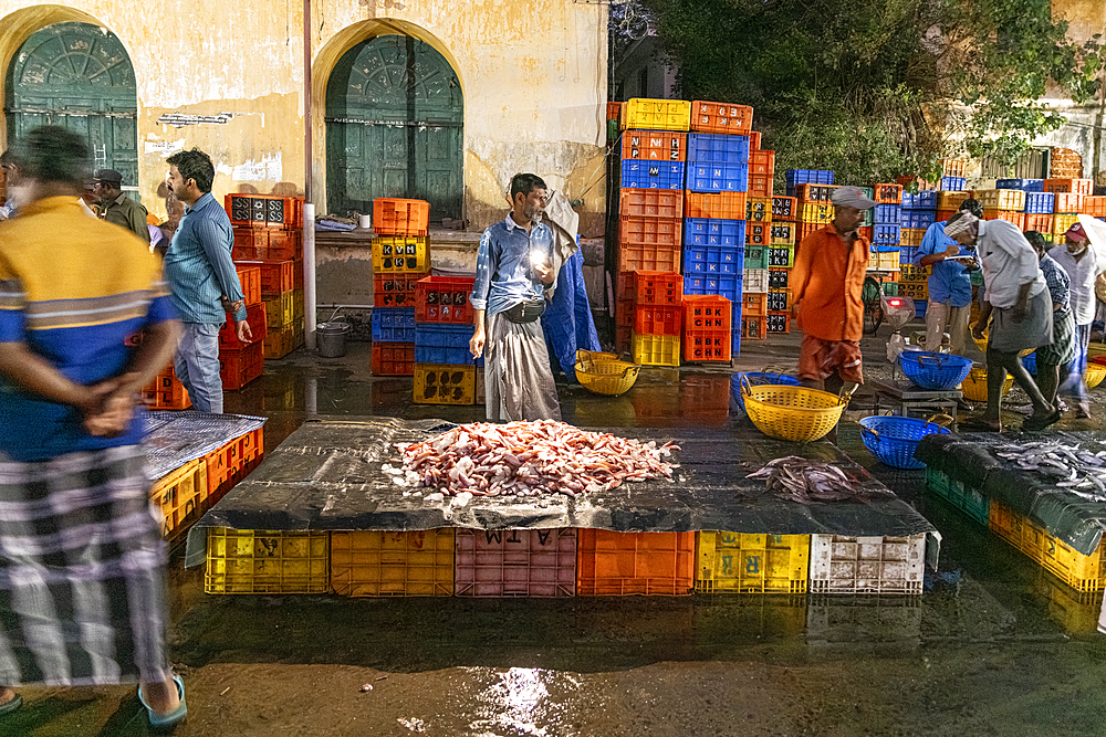 Fish for sale at the early morning fish market, Fort Kochi, Kerala, India