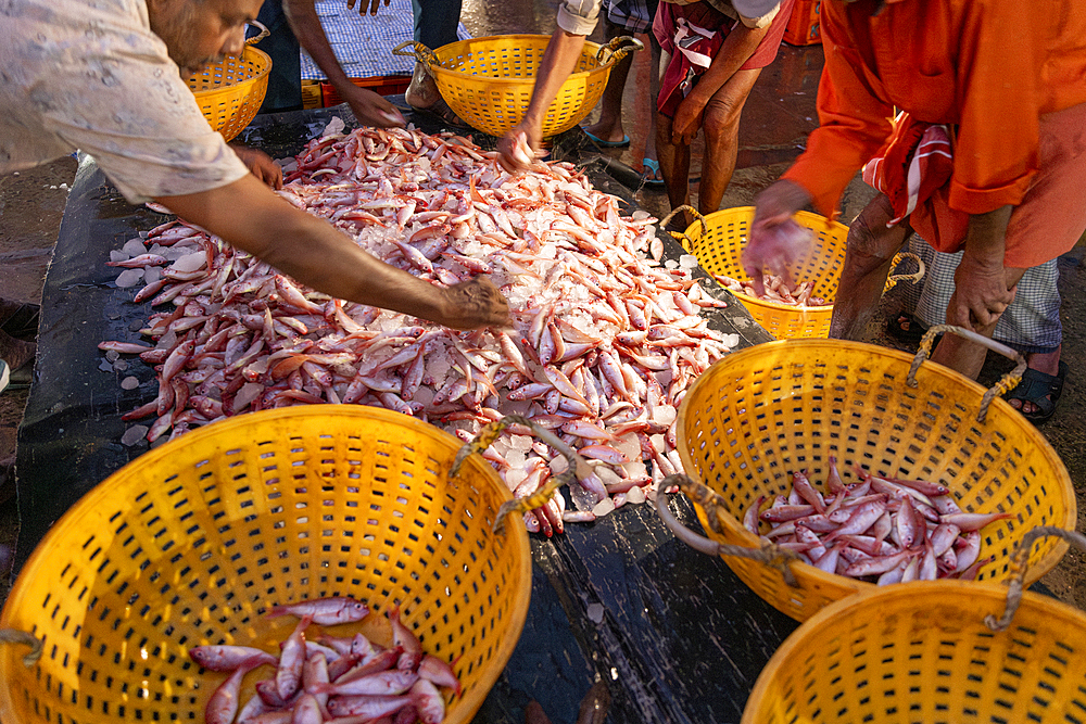 Fish for sale at the early morning fish market, Fort Kochi, Kerala, India