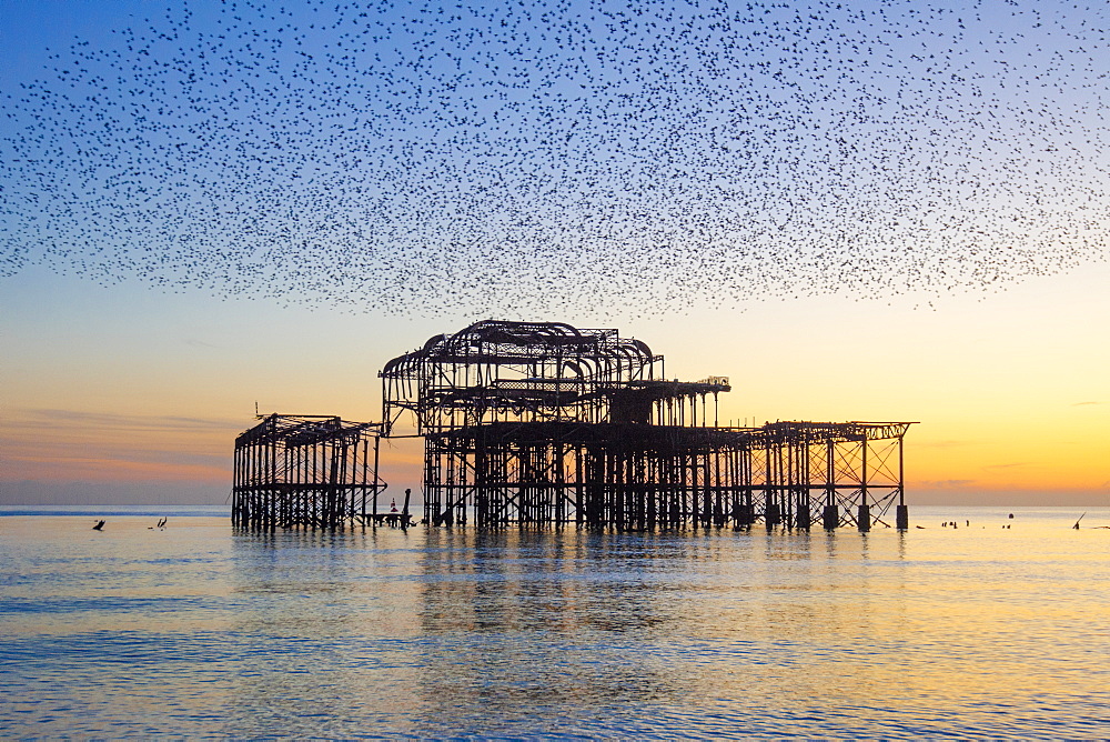 Starling murmuration over The West Pier at sunset, Brighton, Sussex, England, United Kingdom, Europe