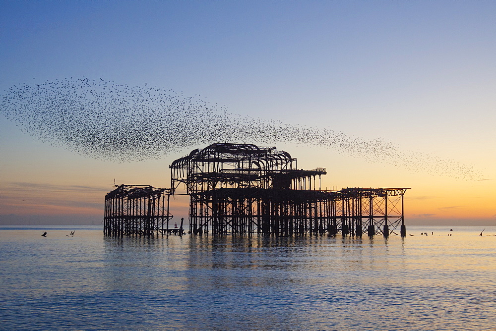 Starling murmuration over The West Pier at sunset, Brighton, Sussex, England, United Kingdom, Europe