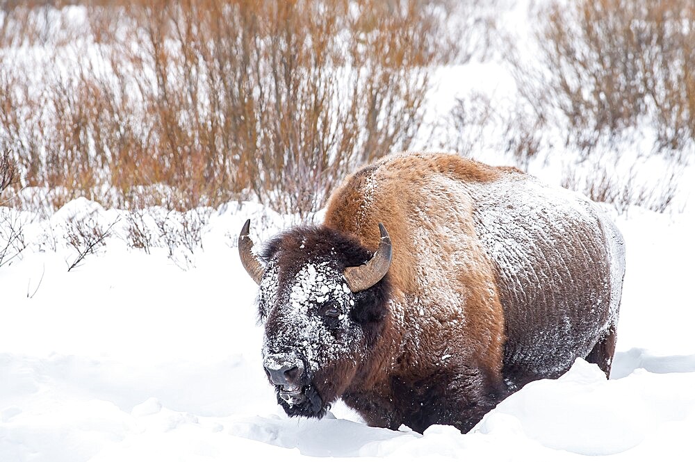 Snow covered bison (Bison bison), Yellowstone National Park, UNESCO World Heritage Site, Wyoming, United States of America, North America