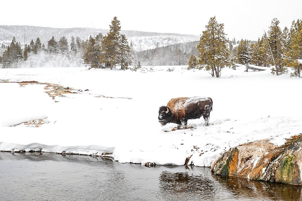 Snow covered bison (Bison biso), on the river bank, Yellowstone National Park, UNESCO World Heritage Site, Wyoming, United States of America, North America