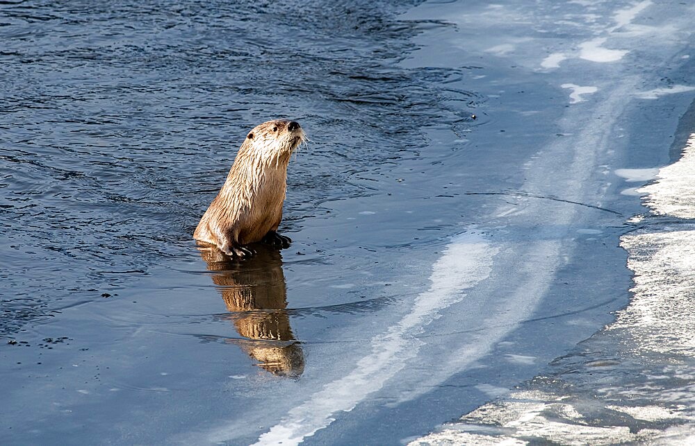 River otter (Lontra canadensis), peering over ice, with reflection, Yellowstone National Park, UNESCO World Heritage Site, Wyoming, United States of America, North America