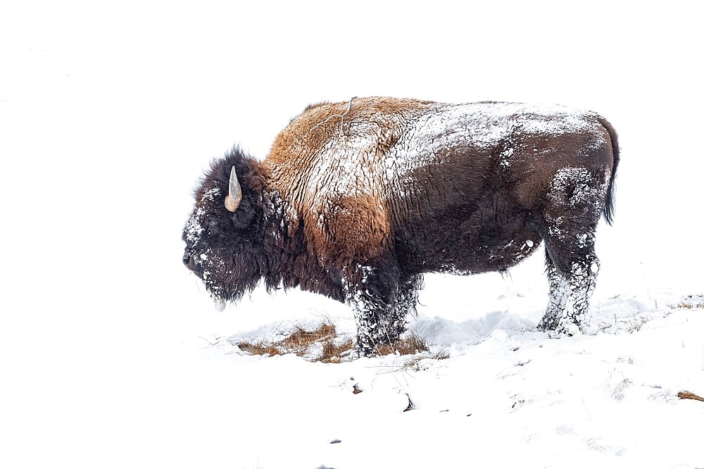 Snow covered bison (Bison bison), Yellowstone National Park, UNESCO World Heritage Site, Wyoming, United States of America, North America