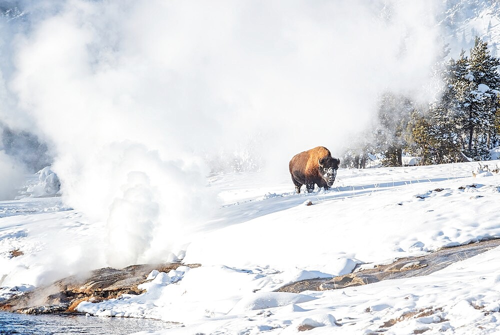 Bison (Bison bison) in snow with geyser, Yellowstone National Park, UNESCO World Heritage Site, Wyoming, United States of America, North America