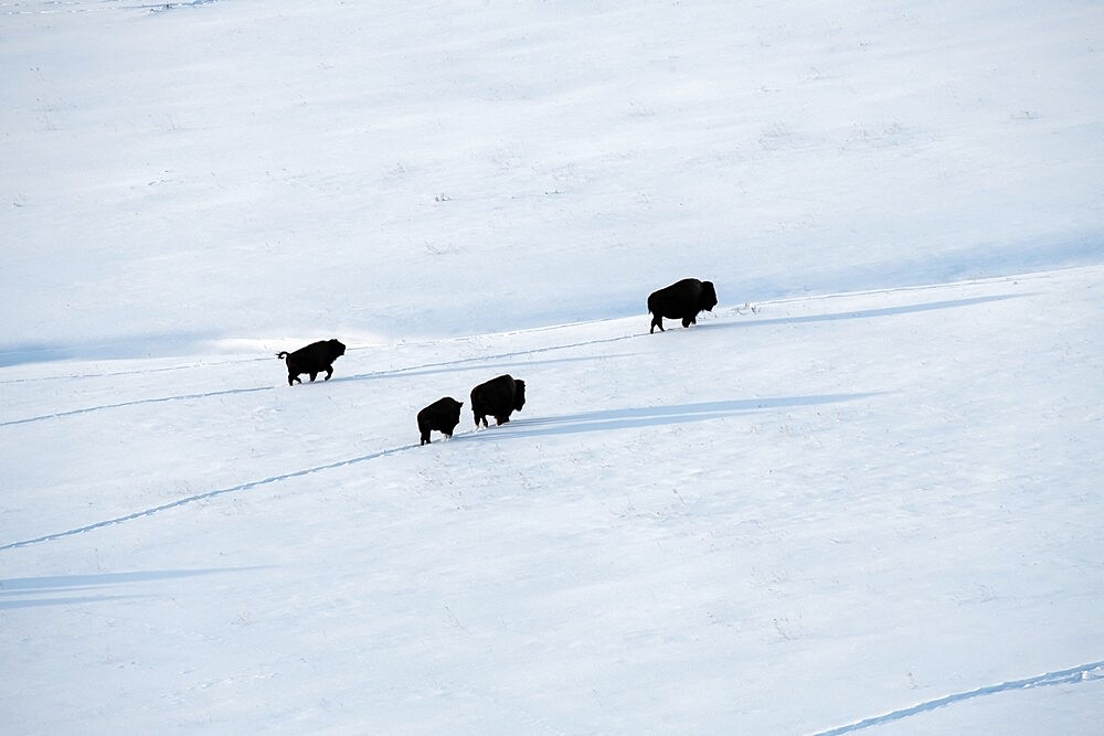 Bison (Bison bison), with long shadows and footprints in Lamar Valley, Yellowstone National Park, UNESCO World Heritage Site, Wyoming, United States of America, North America