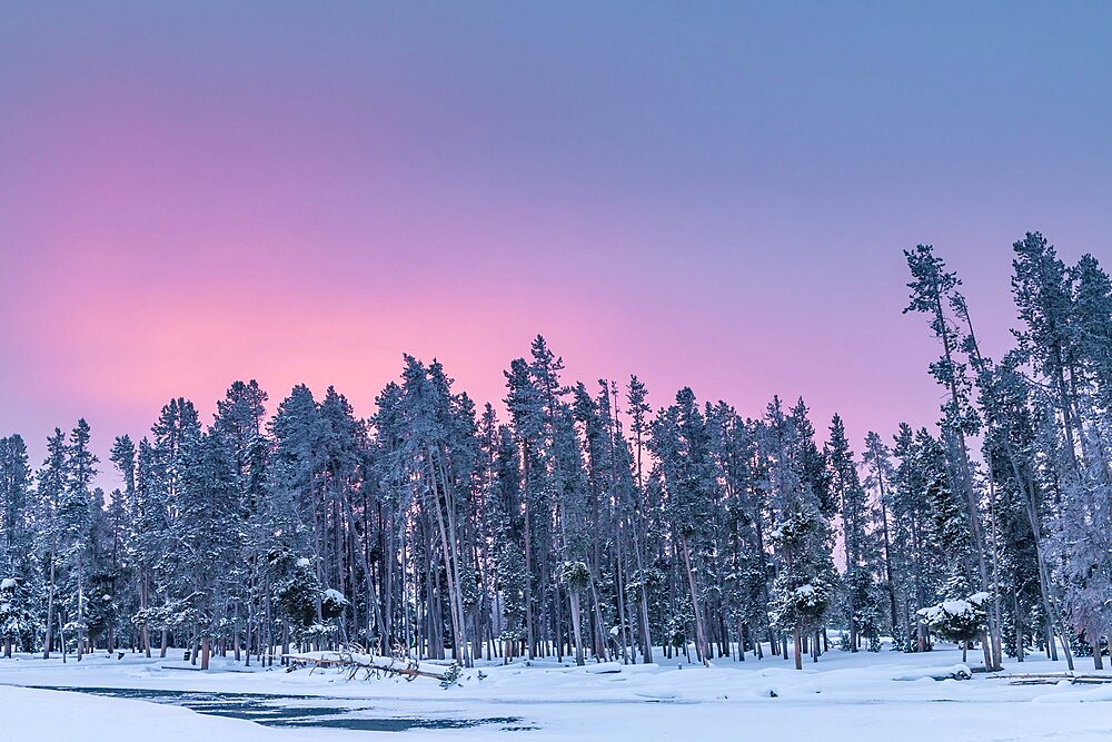 Morning light over snow covered trees, Yellowstone National Park, UNESCO World Heritage Site, Wyoming, United States of America, North America