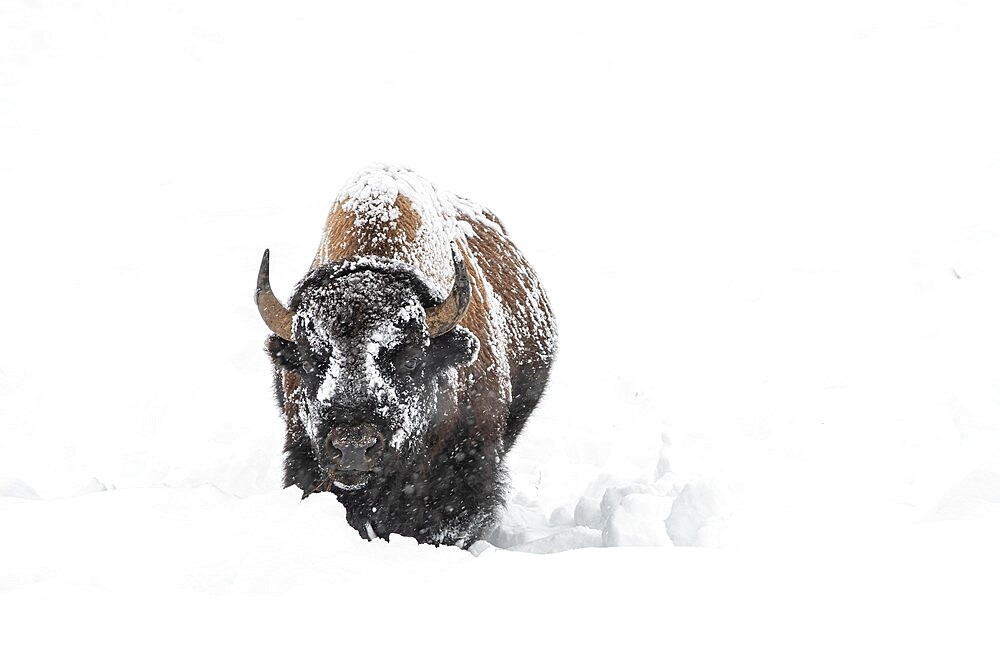 American bison (Bison bison), covered in snow, Yellowstone National Park, UNESCO World Heritage Site, Wyoming, United States of America, North America