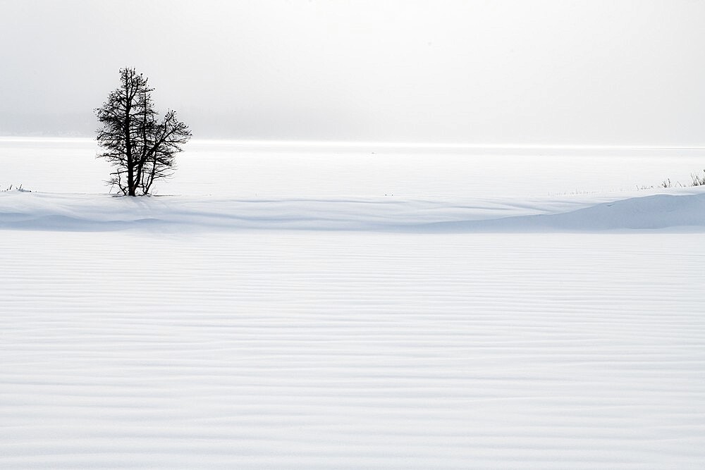 Lone tree in snow dune, Yellowstone National Park, UNESCO World Heritage Site, Wyoming, United States of America, North America