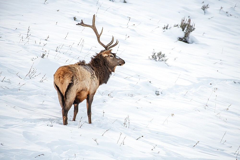 Bull elk (Cervus canadensis), in the snow, Yellowstone National Park, UNESCO World Heritage Site, Wyoming, United States of America, North America