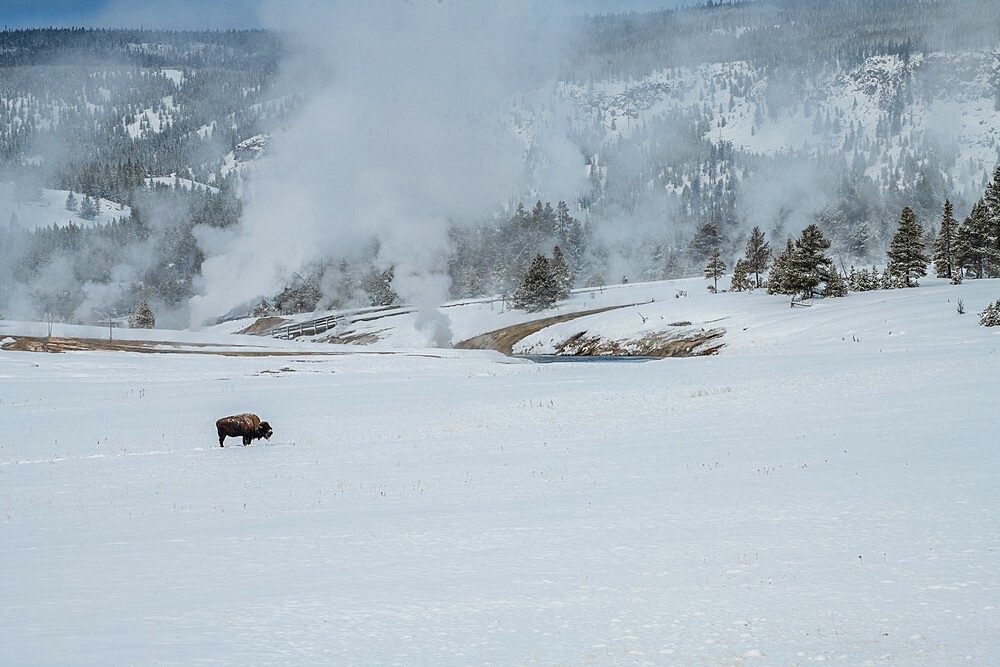 Lone American bison with steaming thermal features in the snow, Yellowstone National Park, UNESCO World Heritage Site, Wyoming, United States of America, North America