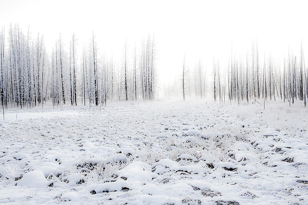 Snowscape with trees in the fog, Yellowstone National Park, UNESCO World Heritage Site, Wyoming, United States of America, North America