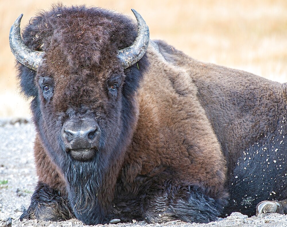 Close up of American Bison, Yellowstone National Park, UNESCO World Heritage Site, Wyoming, United States of America, North America