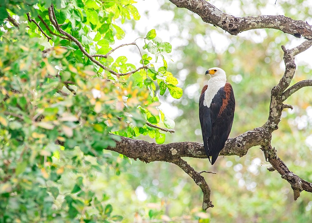 African fish eagle (Haliaeetus vocifer), framed by branches, South Luangwa National Park, Zambia, Africa