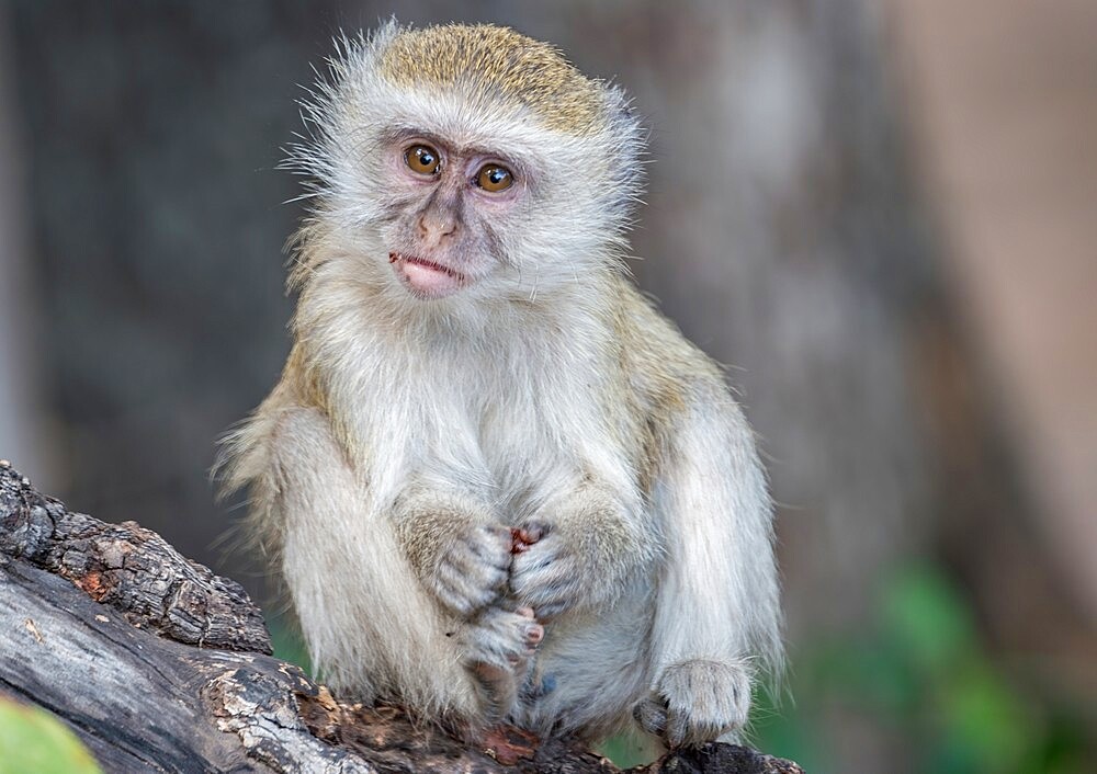 Portrait of young vervet monkey (Chlorocebus pygerythrus), on a branch, South Luangwa National Park, Zambia, Africa