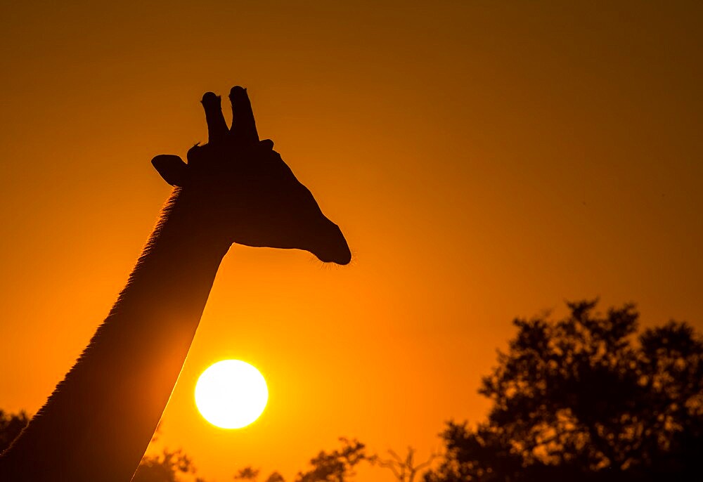 Silhouette of giraffe (Giraffa), with setting sun, South Luangwa National Park, Zambia, Africa