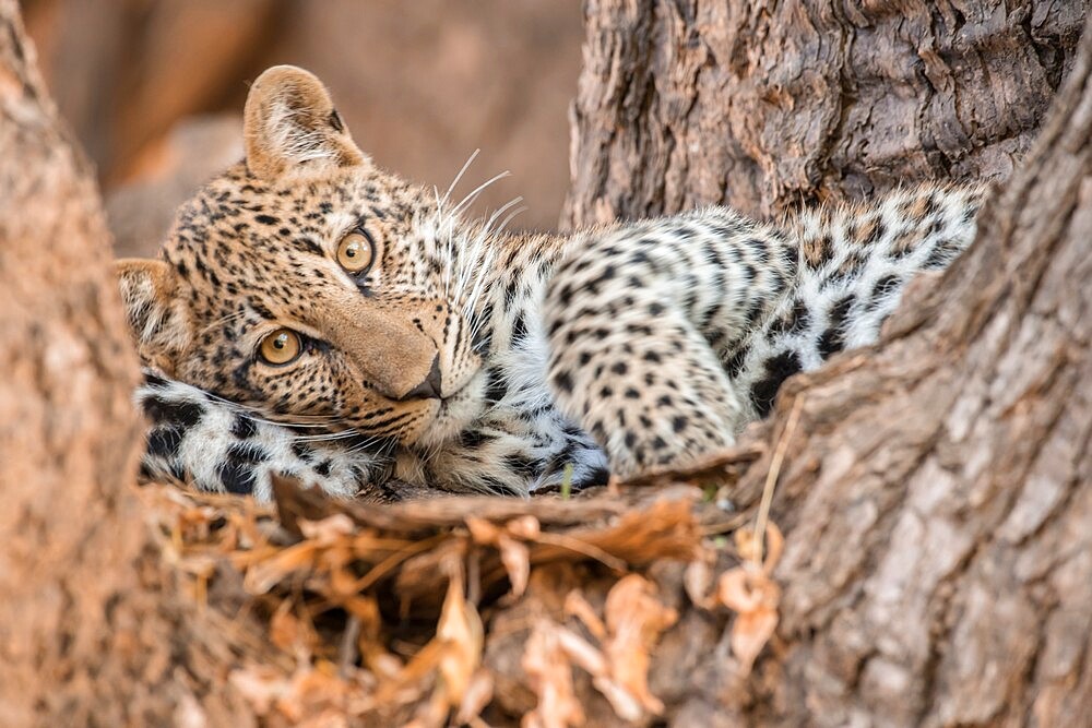 Young leopard resting in a tree, South Luangwa National Park, Zambia, Africa