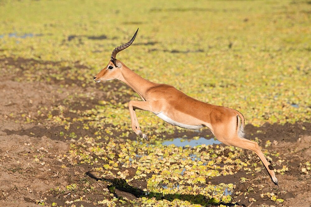 Male impala (Aepyceros melampus), jumping over water, South Luangwa National Park, Zambia, Africa