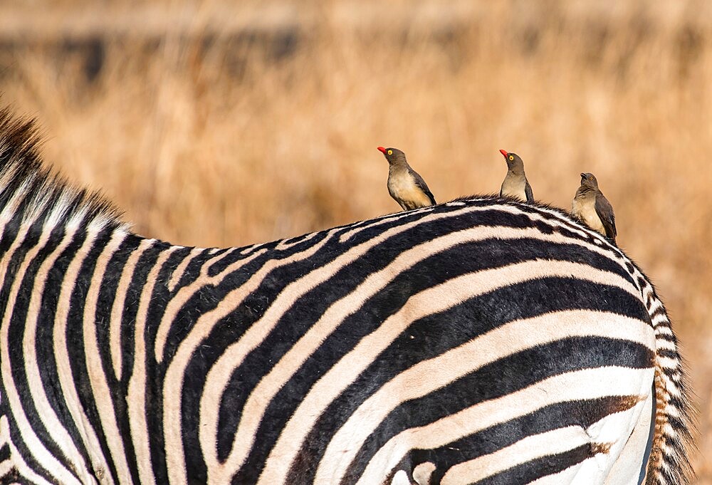 Oxpeckers (Buphagus) on a zebra (Equus quagga), South Luangwa National Park, Zambia, Africa